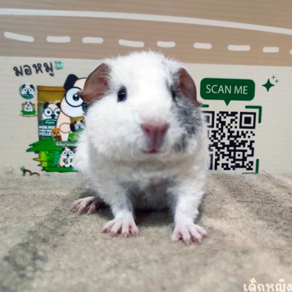 Adopt a Beautiful White Skinned Guinea Pig