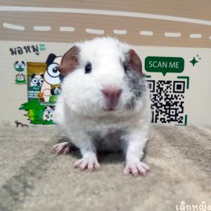 Adopt a Beautiful White Skinned Guinea Pig