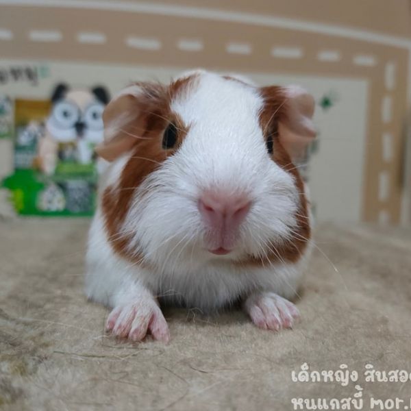 Adopt a Charming White and Brown Guinea Pig