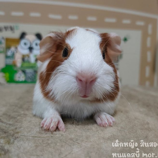Adopt a Charming White and Brown Guinea Pig