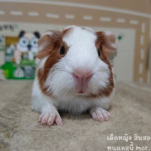 Adopt a Charming White and Brown Guinea Pig