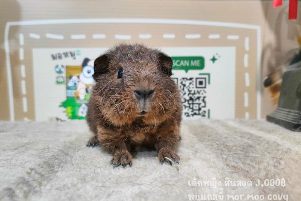 Home Welcome to mor moo cavy Your Guinea Pig Haven
