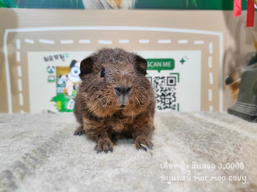 Home Welcome to mor moo cavy Your Guinea Pig Haven