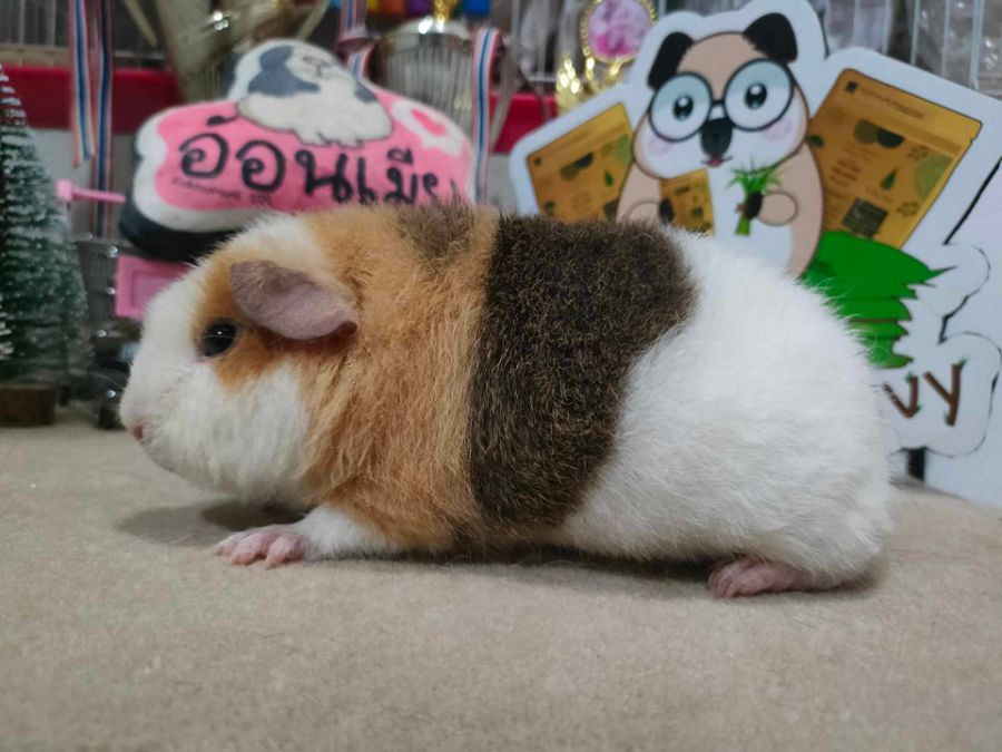 Guinea Pig Care and Grooming Tips