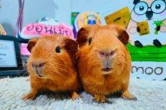 Find Your Perfect Companion Adorable Guinea Pigs B