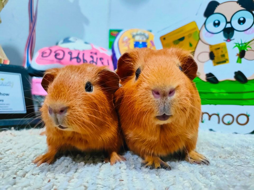 find-your-perfect-companion-adorable-guinea-pigs-bangkok