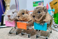 Best in Breed Guinea Pigs Bangkok for Pet Lovers