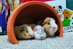 Quality Care Quality Guinea Pigs Bangkok Mor moo C