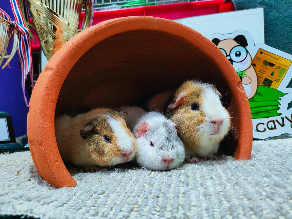 quality-care-quality-guinea-pigs-bangkok-mor-moo-cavy