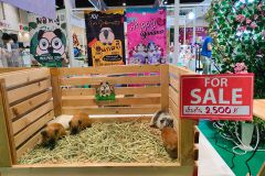 Unleash Uniqueness Find Unique Guinea Pigs Bangkok