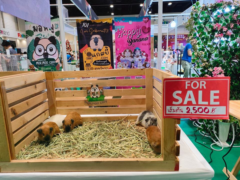 unleash-uniqueness-find-unique-guinea-pigs-bangkok